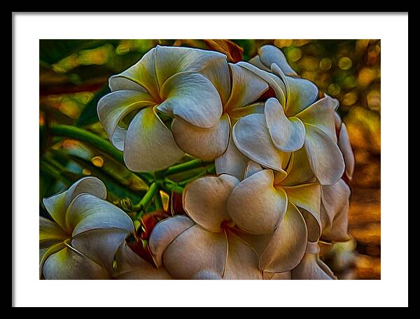 Plumeria Bunch Framed Print featuring the painting Plumeria Bunch by Omaste Witkowski