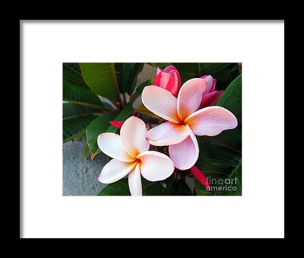 Flower Framed Print featuring the photograph Plumeria by Kelly Holm