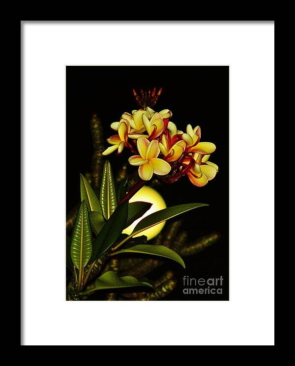 Full Moon Framed Print featuring the photograph Plumeria on the Full Moon by Craig Wood