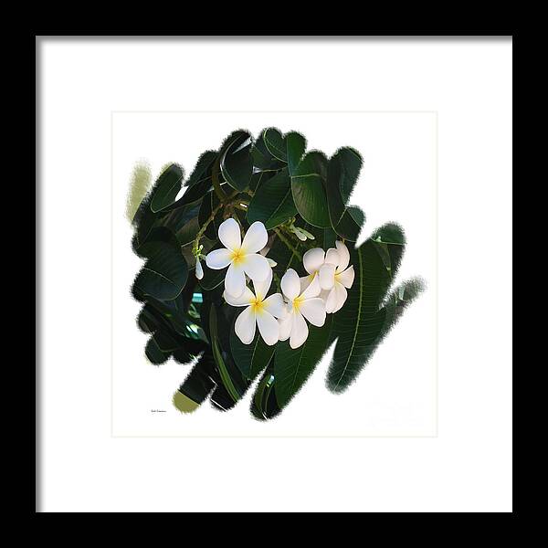 Hawaii Flowers Framed Print featuring the photograph Plumeria by Scott Cameron