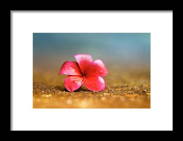 Floral Framed Print featuring the photograph Plumeria Sky and Sand by Jade Moon 