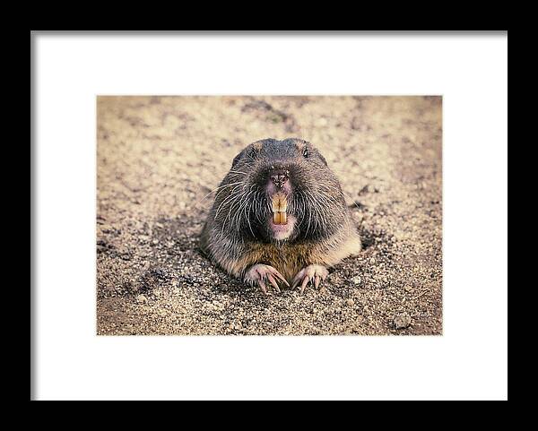 Foster City Framed Print featuring the photograph Pocket Gopher Chatting by Angela Stanton