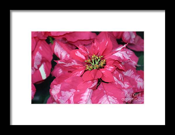 Poinsettia Framed Print featuring the photograph Poinsettia Passion by Living Color Photography Lorraine Lynch