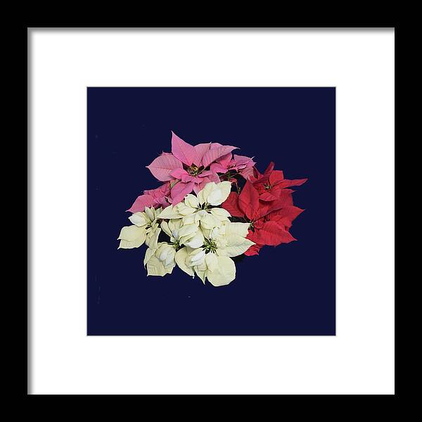 Poinsettia Framed Print featuring the photograph Poinsettia Tricolor II by R Allen Swezey