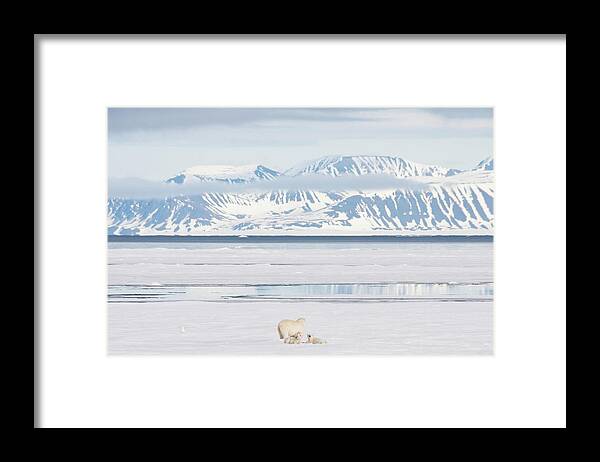 Bear Cub Framed Print featuring the photograph Polar Bear And Cubs On Arctic Sea Ice by Nailzchap