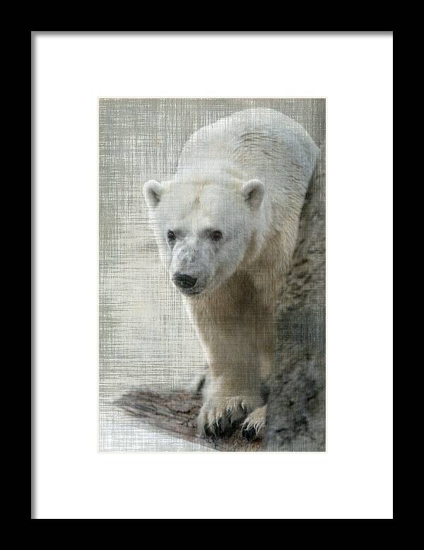 Bear Framed Print featuring the photograph Polar Bear by Angie Vogel