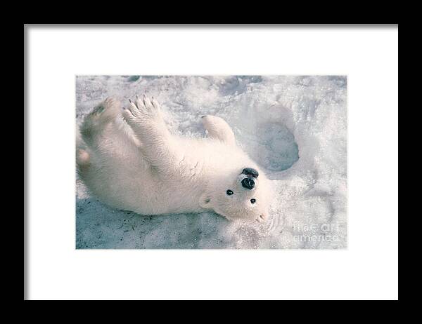 Animal Framed Print featuring the photograph Polar Bear Cub by Mark Newman