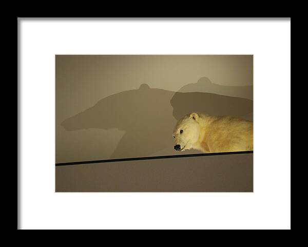 Natural History Framed Print featuring the photograph Polar Bear Shadows by Kenny Glover