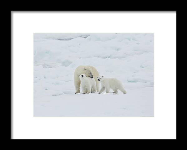 Svalbard Islands Framed Print featuring the photograph Polar Bear Sow With Young Cub High by Darrell Gulin