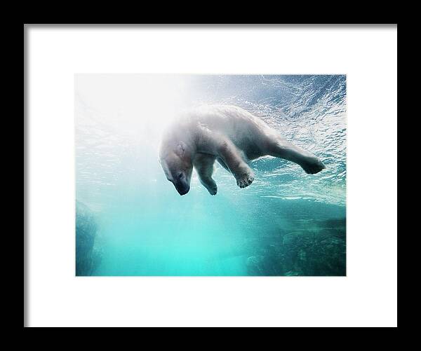 Diving Into Water Framed Print featuring the photograph Polarbear In Water by Henrik Sorensen