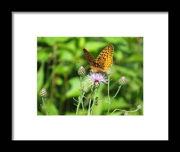 Insects Framed Print featuring the photograph Polinating by Alison Gimpel