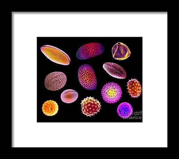 Daffodil Framed Print featuring the photograph Pollen Grains by Scott Camazine