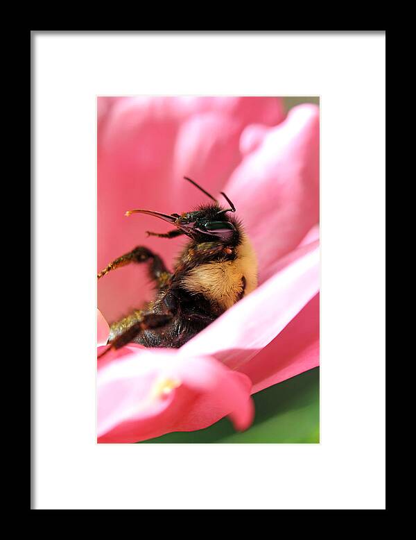 Insects Framed Print featuring the photograph 'Pollen High' by Jennifer Robin