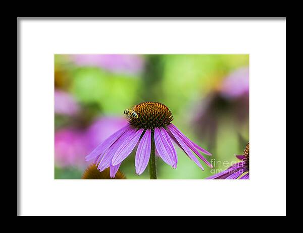 Flickr Explore Framed Print featuring the photograph Pollen Tracks... by Dan Hefle