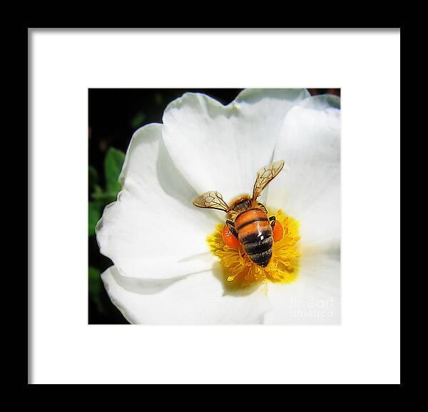 Bee Framed Print featuring the photograph Pollinating by Lisa Redfern
