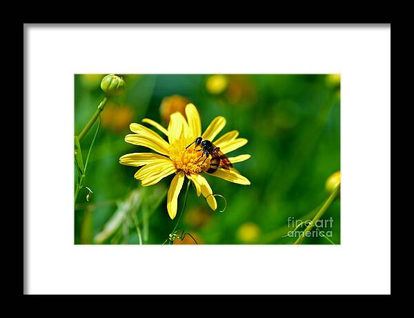 Yellow Jacket Framed Print featuring the photograph Pollination by Julie Adair