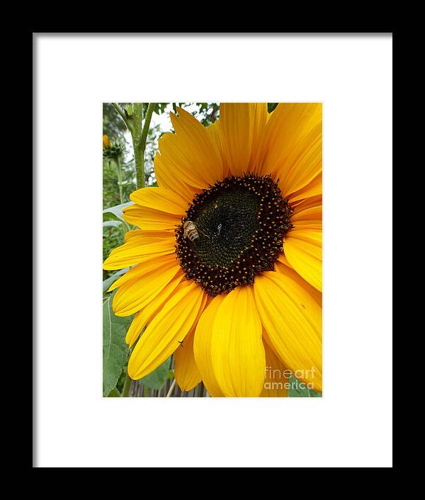 Garden Sunflower Framed Print featuring the photograph Pollinator - Bee and Sunflower by Helen Campbell
