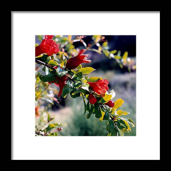 Pomegranate Framed Print featuring the photograph Pomegranate Forming by Kathy Bassett