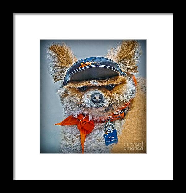 Pomeranian Biker Dog Framed Print featuring the photograph Pomeranian Biker Dog by Gary Keesler