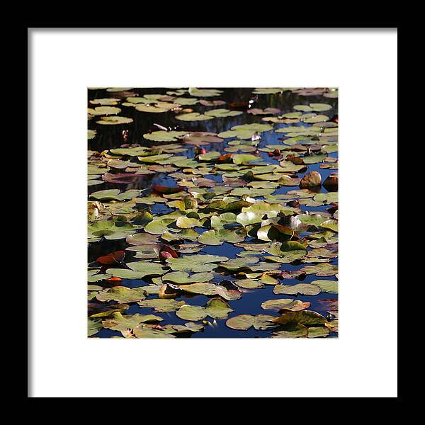 Pond Framed Print featuring the photograph Pond by Brandy Dobies