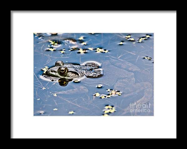 Frog Framed Print featuring the photograph Pond Dweller by Cheryl Baxter
