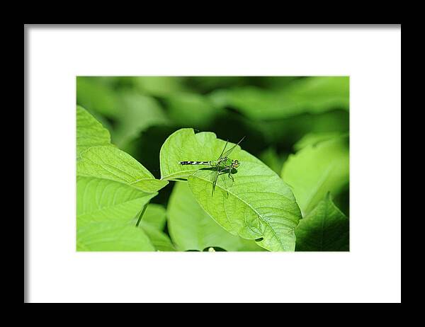 Dragonfly Framed Print featuring the photograph Pond Hawk by David Armstrong