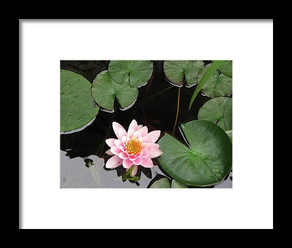 Lily Framed Print featuring the photograph Pond Lily by Dean Ginther