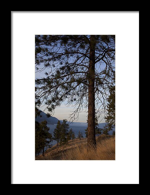 Kelowna Framed Print featuring the photograph Ponderosa Pine by Laura Tucker