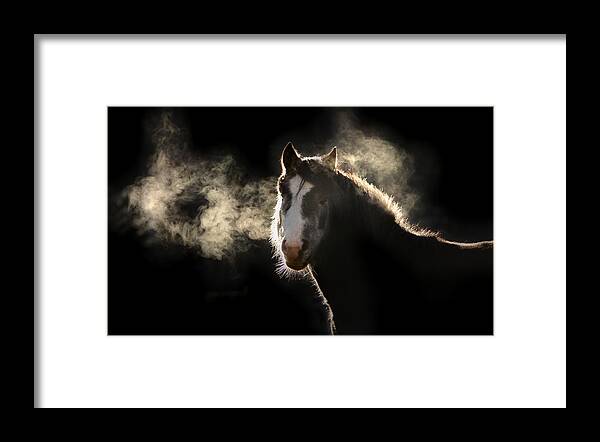 Pony Framed Print featuring the photograph Pony by Marc Huebner