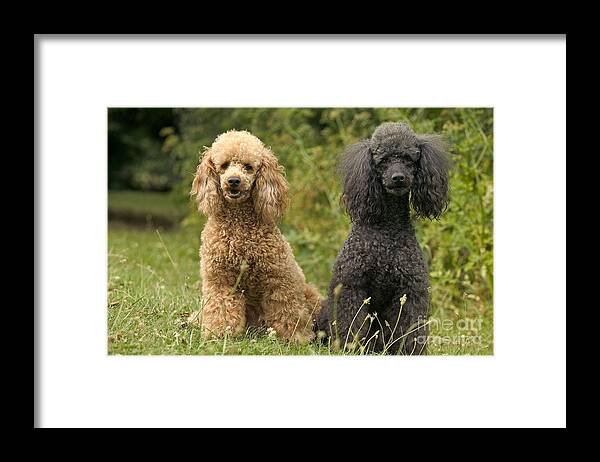 Poodle Framed Print featuring the photograph Poodle Dogs by Jean-Michel Labat