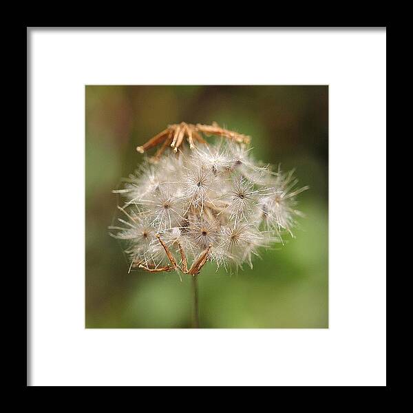 Beautiful Framed Print featuring the photograph #poof #ball by Leon Traazil