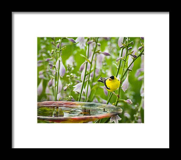 Bird Framed Print featuring the photograph Poolside Perch by Bill Pevlor