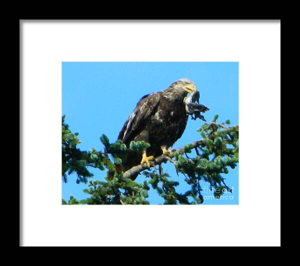 Oregon Framed Print featuring the photograph Poor Bird 2 by Gallery Of Hope 