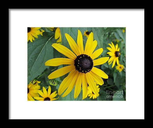 Black-eyed Susan Framed Print featuring the photograph Pop Yellow by Arlene Carmel