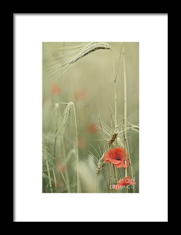 Poppy Framed Print featuring the photograph Poppies and wheat ear by Jean Gill