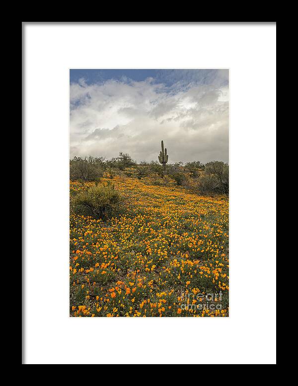 Poppies Framed Print featuring the photograph Poppies at Peridot by Tamara Becker