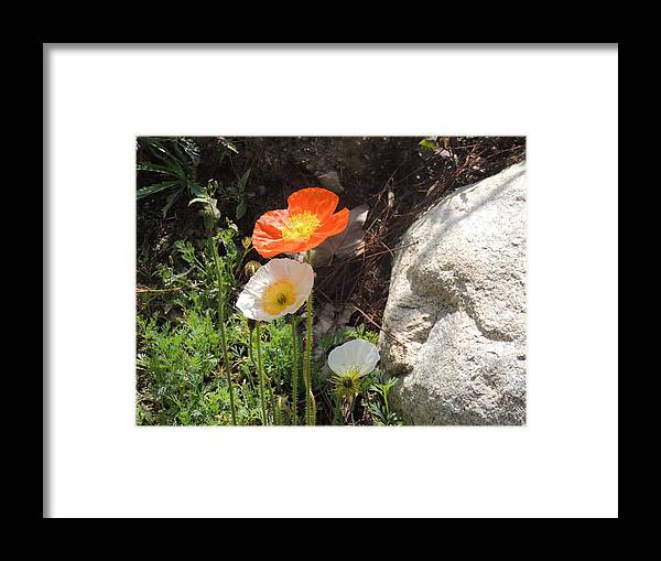Southern California Poppies Framed Print featuring the photograph Poppies In The Sun by Helen Carson