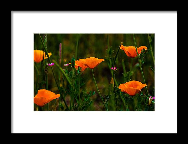 Poppies Framed Print featuring the photograph Poppies by Larry Goss