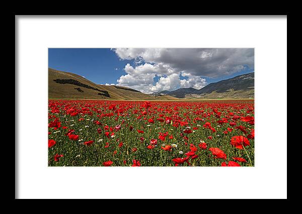 Scenics Framed Print featuring the photograph Poppies by Manuelo Bececco Global Nature Photographer