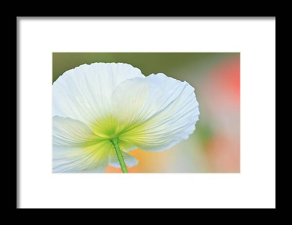 Poppy Framed Print featuring the photograph Poppy by Ben Graham