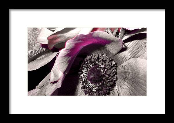 Flower Framed Print featuring the photograph Poppy Eye by Sharon Costa
