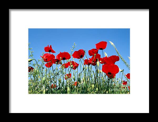 Poppy; Corn Poppy; Poppies; Papaver Rhoeas; Red; Flower; Flowers; Wild; Plant; Spring; Photograph; Photography; Springtime; Season; Nature; Natural; Natural Environment; Natural World; Flora; Bloom; Blooming; Blossom; Blossoming; Color; Colour; Colorful; Colourful; Earth; Environment; Ecological; Ecology; Country; Landscape; Countryside; Scenery; Macro; Close-up; Detail; Details; Esthetic; Esthetics; Artistic; Beautiful; Beauty Framed Print featuring the photograph Poppy flowers by George Atsametakis