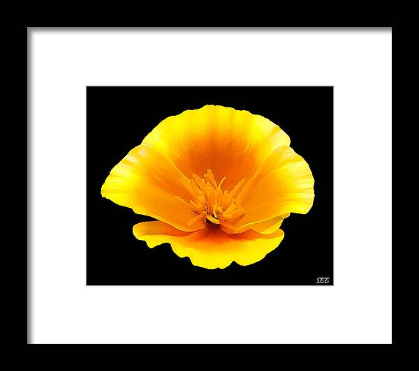 California Poppy Framed Print featuring the photograph Poppy Portrait by Susan Eileen Evans