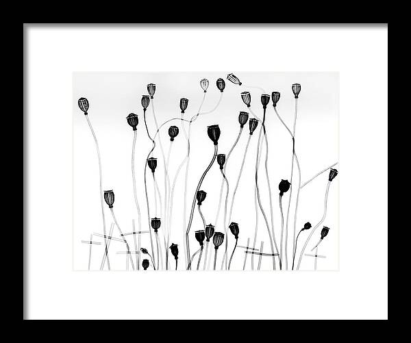 Red Corn Poppy Framed Print featuring the photograph Poppy Seedheads by Albert Koetsier X-ray