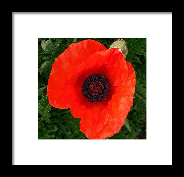 Poppy Framed Print featuring the photograph Poppy of Remembrance by Sharon Duguay