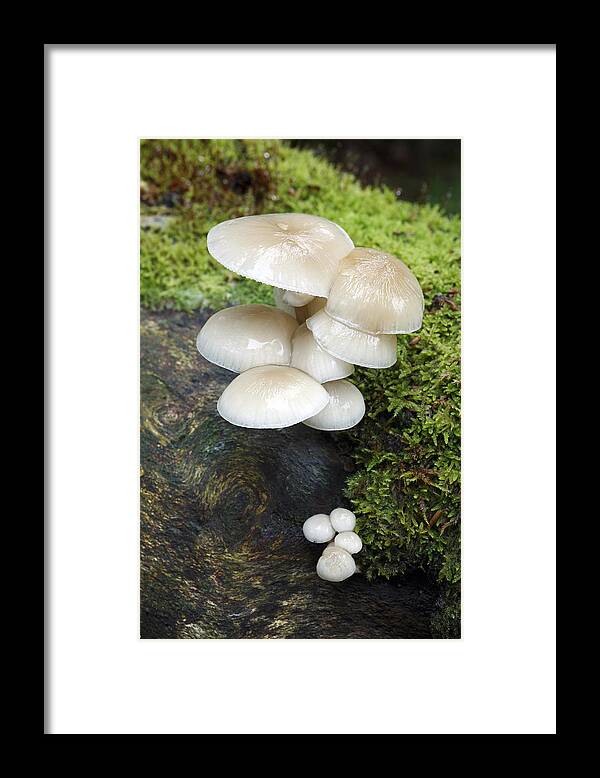 Feb0514 Framed Print featuring the photograph Porcelain Mushrooms Hessen Germany by Duncan Usher