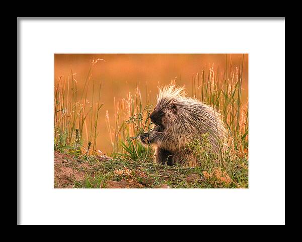  Framed Print featuring the photograph Porcupine by Kevin Dietrich