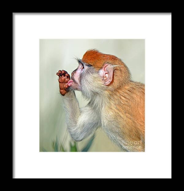 Patas Monkey Framed Print featuring the photograph Portrait of a Baby Patas Monkey II by Jim Fitzpatrick