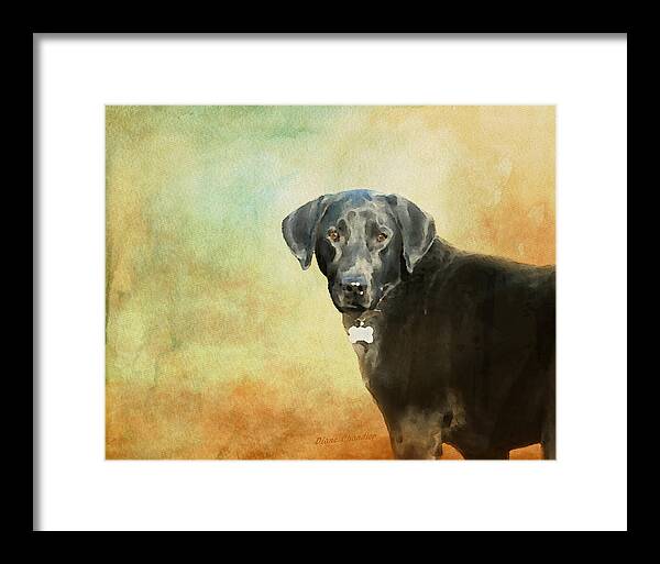 Dog Framed Print featuring the painting Portrait of a Black Labrador Retriever by Diane Chandler