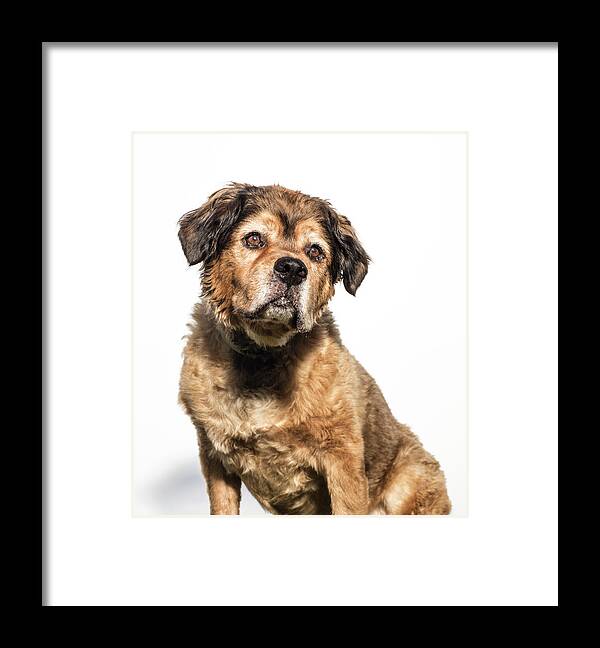 Pets Framed Print featuring the photograph Portrait Of A Brown Bernese Mountain by Amandafoundation.org